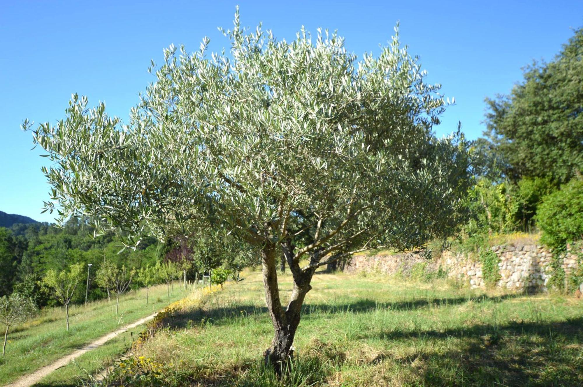 Mas Des Druilles Bed & Breakfast Generargues Luaran gambar